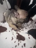 Fiona fawn girl , a female French Bulldog for sale in Ocala, FL – 4 of 5