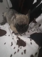 Fiona fawn girl , a female French Bulldog for sale in Ocala, FL – 3 of 5