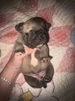 Fluffy girl , a female French Bulldog for sale in Ocala, FL – Photo 2 of 6