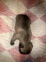 Fluffy girl , a female French Bulldog for sale in Ocala, FL – Photo 4 of 6