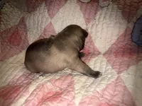 Fluffy girl , a female French Bulldog for sale in Ocala, FL – Photo 5 of 6