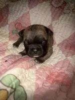 Fluffy girl , a female French Bulldog for sale in Ocala, FL – Photo 3 of 6