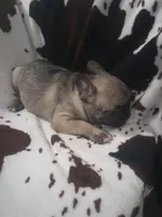 Fiona fawn girl , a female French Bulldog for sale in Ocala, FL – 2 of 5