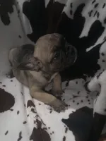 Fiona fawn girl , a female French Bulldog for sale in Ocala, FL – 5 of 5