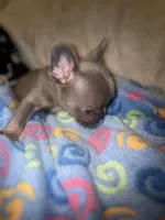 MAX  lilac fawn, a male French Bulldog for sale in The Villages, FL – 4 of 6