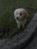 BOSS  gold and white parti $400 one HALF BLUE EYE, a male Poodle - Multi-Colored Standard and Pyredoodle for sale in The Villages, FL – 3 of 10