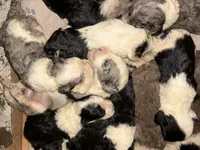 Jillian Merle parti flashy!!, a female Old English Sheepdog and Poodle - Multi-Colored Standard for sale in The Villages, FL – 2 of 3