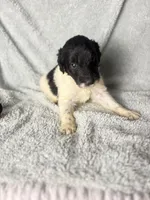 Bobby , a male Poodle - Multi-Colored Standard and Pyredoodle for sale in The Villages, FL – 3 of 3