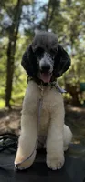 Crystal black & white parti $950, a female Poodle - Multi-Colored Standard and Pyredoodle for sale in The Villages, FL – 8 of 8