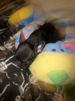 Barry $1000, a male French Bulldog for sale in The Villages, FL – 3 of 8