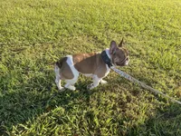 Prince proven stud $600, a male French Bulldog for sale in The Villages, FL – 7 of 7