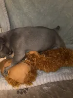 Gemma grey $1600, a female French Bulldog for sale in The Villages, FL – 3 of 7