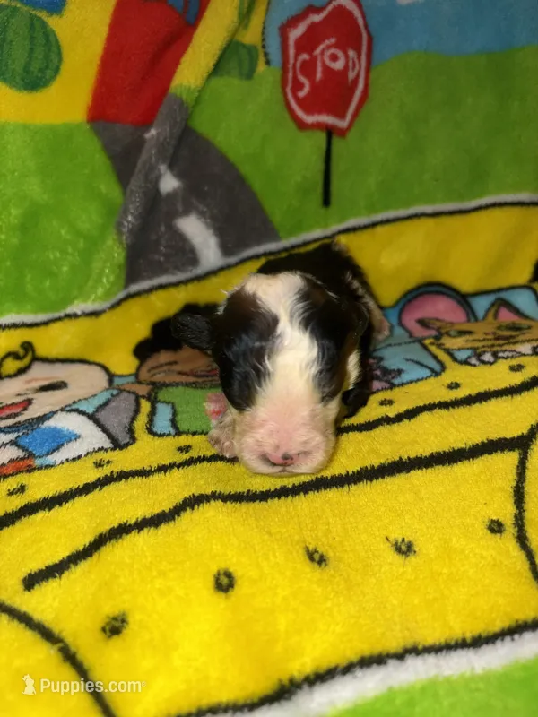 BUDDY $1200  black & white parti  – Old English Sheepdog, Poodle - Multi-Colored Standard puppy for sale in The Villages, FL