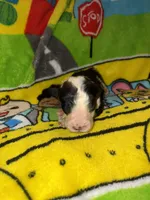 BUDDY $1200  black & white parti , a male Old English Sheepdog and Poodle - Multi-Colored Standard for sale in The Villages, FL – 1 of 8