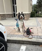 Bobby $900, a male Poodle - Multi-Colored Standard and Pyredoodle for sale in The Villages, FL – 6 of 8