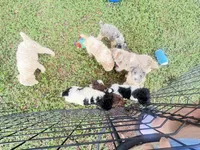 BOSS  gold and white parti $500 one BLUE EYE, a male Poodle - Multi-Colored Standard and Pyredoodle for sale in The Villages, FL – 9 of 10