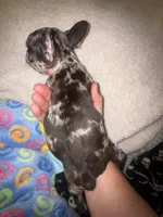 Harley $1600, a female French Bulldog for sale in The Villages, FL – 10 of 10