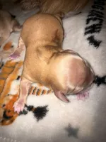 Brody golden boy, a male Shih Tzu and Miniature Dachshund for sale in The Villages, FL – 2 of 6