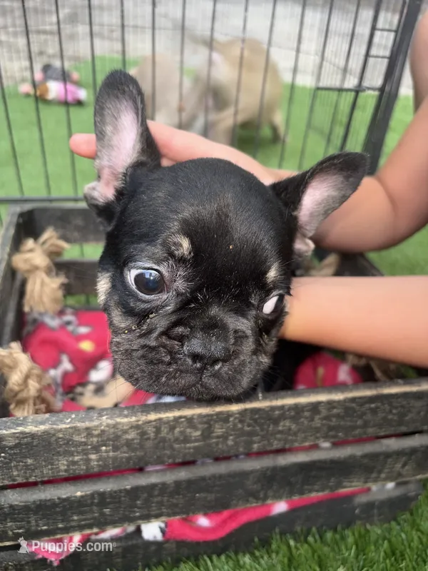 Gus Gus – French Bulldog puppy for sale in Ocala, FL