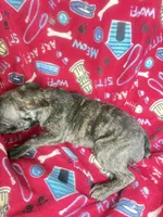 Britney brindle Frenchie $1050, a female French Bulldog for sale in The Villages, FL – 5 of 5