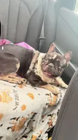 GHOST Merle pied boy, a male French Bulldog for sale in The Villages, FL – 5 of 7