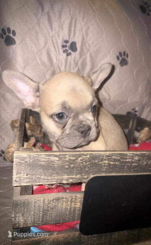 Sarah lilac fawn – French Bulldog puppy for sale in Ocala, FL