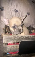 Sarah blue  fawn, a female French Bulldog for sale in Ocala, FL – 1 of 6