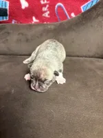 LARRY LILAC BRINDLE, a male French Bulldog for sale in The Villages, FL – 5 of 7