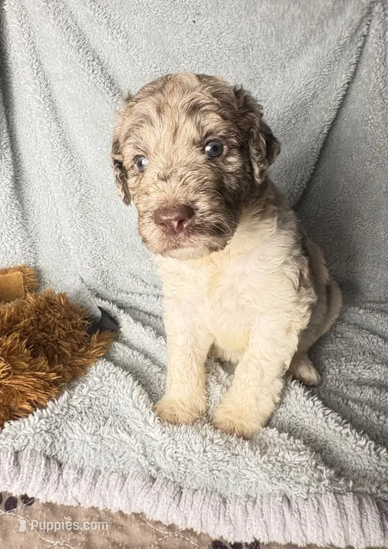 Merlin chocolate Merle (BLUE EYES) $1250 – Poodle - Multi-Colored Standard, Pyredoodle puppy for sale in The Villages, FL
