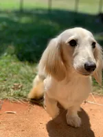 Lillie litter, a  Miniature Dachshund for sale in Ocala, FL – Photo 6 of 9
