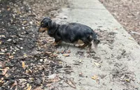 Lillie litter, a  Miniature Dachshund for sale in Ocala, FL – Photo 2 of 9