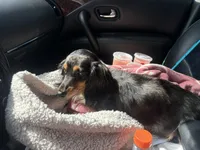 Lillie litter, a  Miniature Dachshund for sale in Ocala, FL – Photo 1 of 9