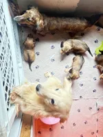 Lillie litter, a  Miniature Dachshund for sale in Ocala, FL – Photo 5 of 9