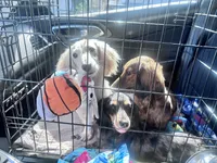 Lillie litter, a  Miniature Dachshund for sale in Ocala, FL – Photo 7 of 9