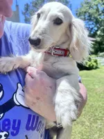Lillie litter, a  Miniature Dachshund for sale in Ocala, FL – Photo 8 of 9