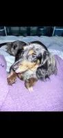 Lillie litter, a  Miniature Dachshund for sale in Ocala, FL – Photo 4 of 9
