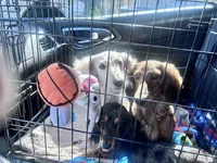 Lillie litter, a  Miniature Dachshund for sale in Ocala, FL – Photo 9 of 9