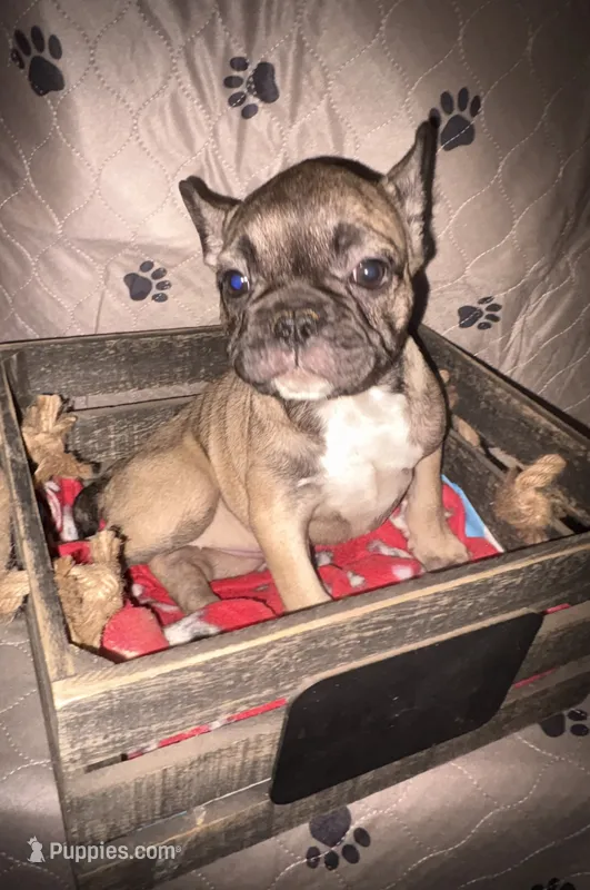 Fiona fawn girl  – French Bulldog puppy for sale in Ocala, FL