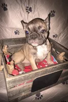 Fiona fawn girl , a female French Bulldog for sale in Ocala, FL – 1 of 7