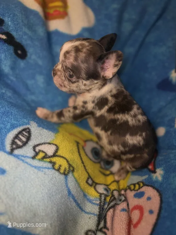 Harley Merle harlequin  chocolate  – French Bulldog puppy for sale in The Villages, FL