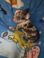 Harley Merle harlequin  chocolate , a female French Bulldog for sale in The Villages, FL – 1 of 9