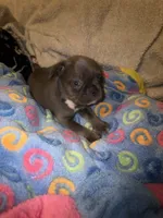 Gemma grey, a female French Bulldog for sale in The Villages, FL – 2 of 9