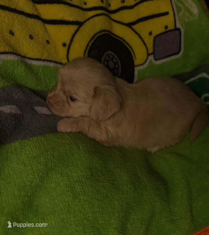 Betty light golden  – Shih Tzu, Miniature Dachshund puppy for sale in The Villages, FL