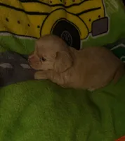 Betty light golden , a female Shih Tzu and Miniature Dachshund for sale in The Villages, FL – 5 of 7