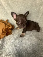 Henry the the chocolate and tan $1400, a male French Bulldog for sale in The Villages, FL – 2 of 10