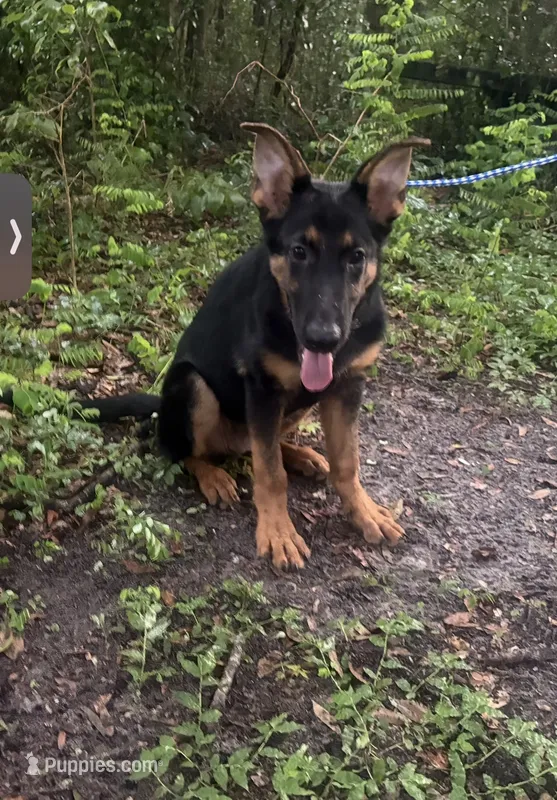 Gemma 950 OBO – German Shepherd Dog puppy for sale in The Villages, FL