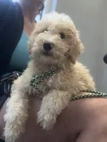 BOSS  gold and white parti $420 one BLUE EYE, a male Poodle - Multi-Colored Standard and Pyredoodle for sale in The Villages, FL – 4 of 8