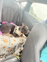 Laila lilac fawn girl, a female French Bulldog for sale in The Villages, FL – 8 of 10