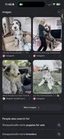 Jenny Sheepadoodle $1100 Merle parti, a female Old English Sheepdog and Poodle - Multi-Colored Standard for sale in The Villages, FL – 8 of 8
