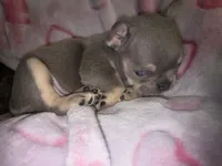 Laila lilac & fawn, a female French Bulldog for sale in The Villages, FL – 5 of 8